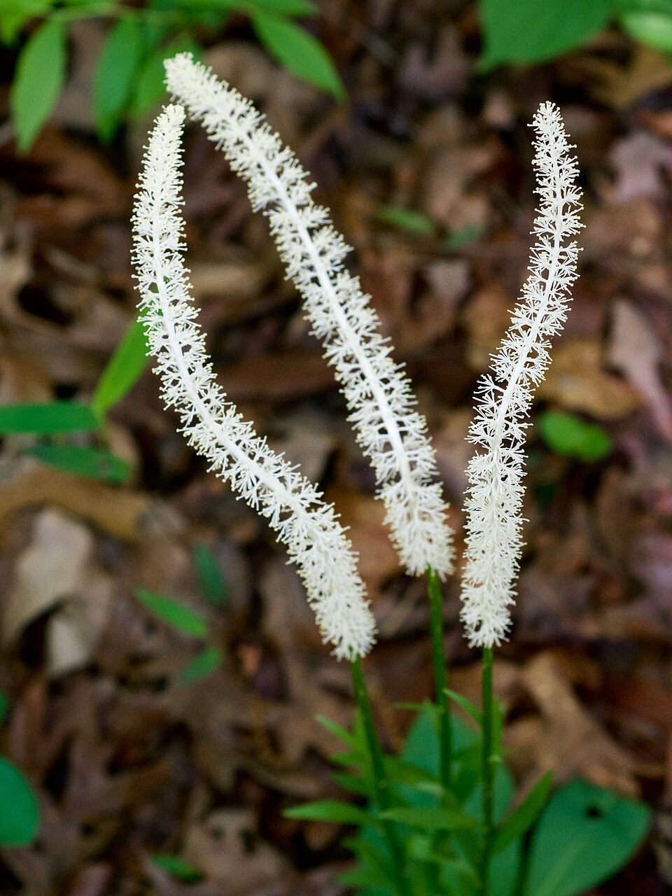Chamaelirium luteum — bloom photograph