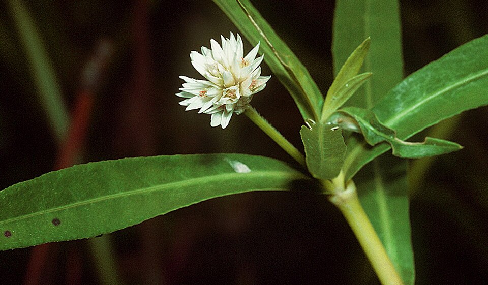 Alternanthera philoxeroides — flower photograph