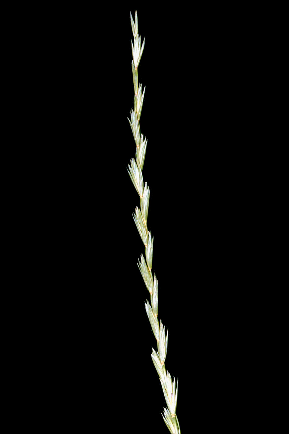 Elymus trachycaulus — fruit photograph