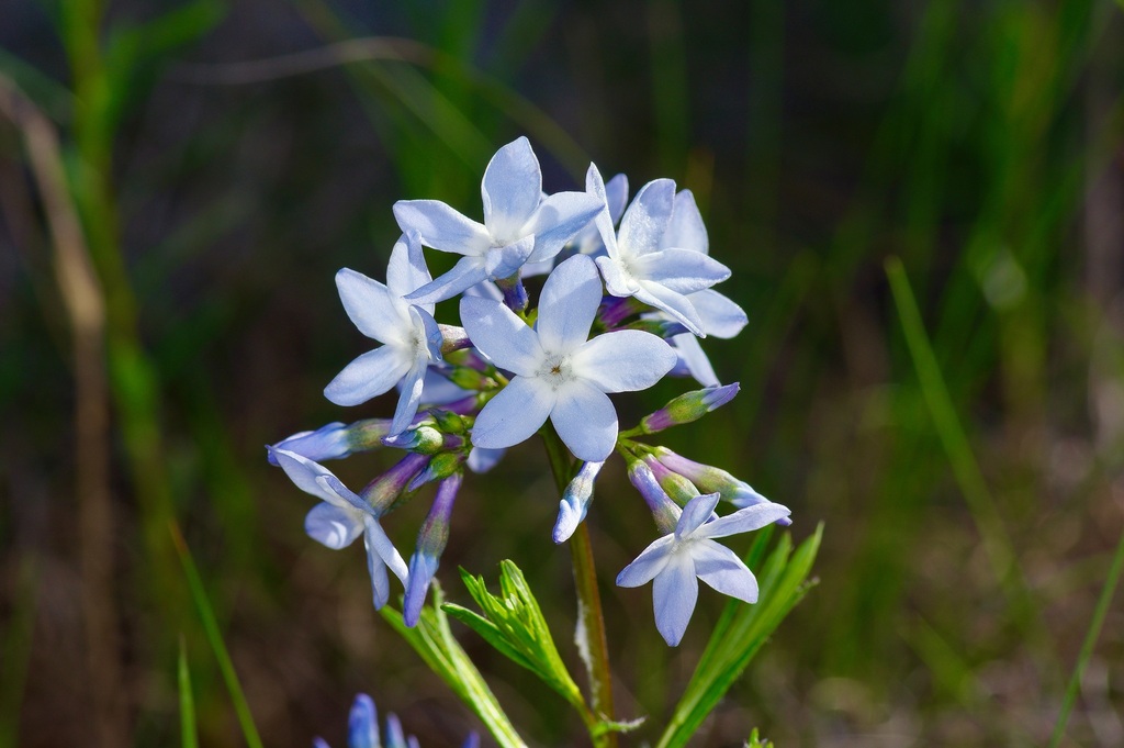 Amsonia ciliata — bloom photograph