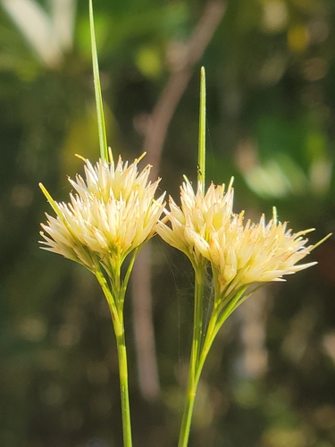 Rhynchospora macra — fruit photograph
