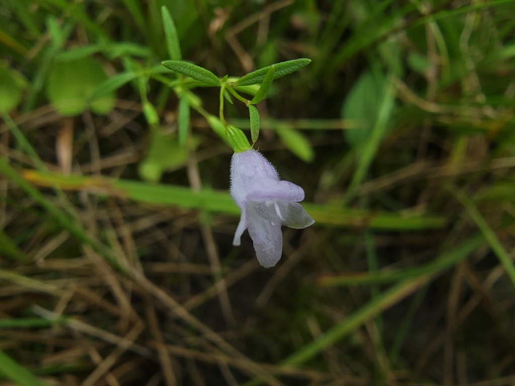 Clinopodium arkansanum — bloom photograph