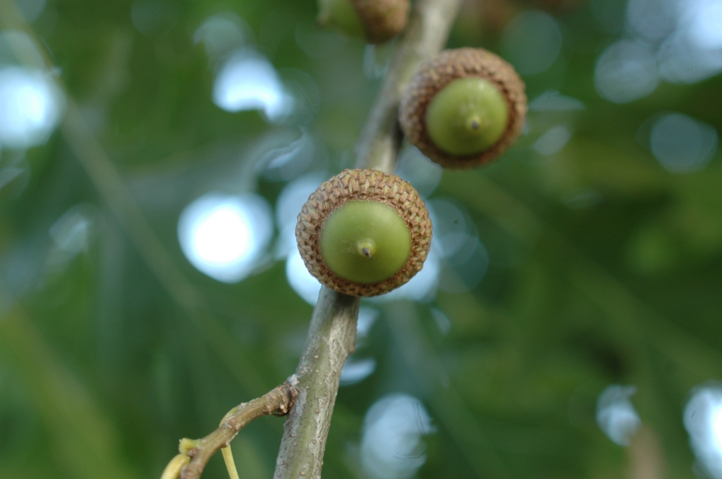 Quercus shumardii — fruit photograph