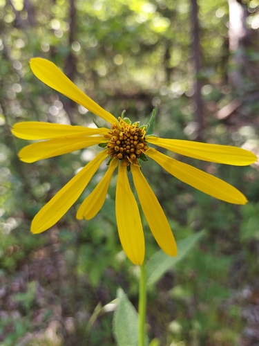 Verbesina helianthoides — bloom photograph