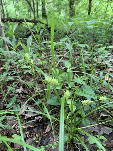 Carex louisianica photograph