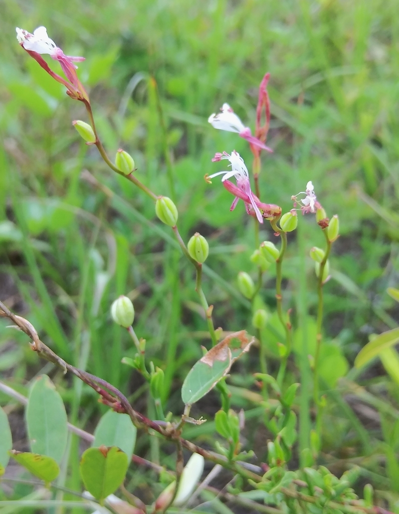 Oenothera simulans — bloom photograph