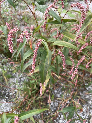 Persicaria lapathifolia — bloom photograph