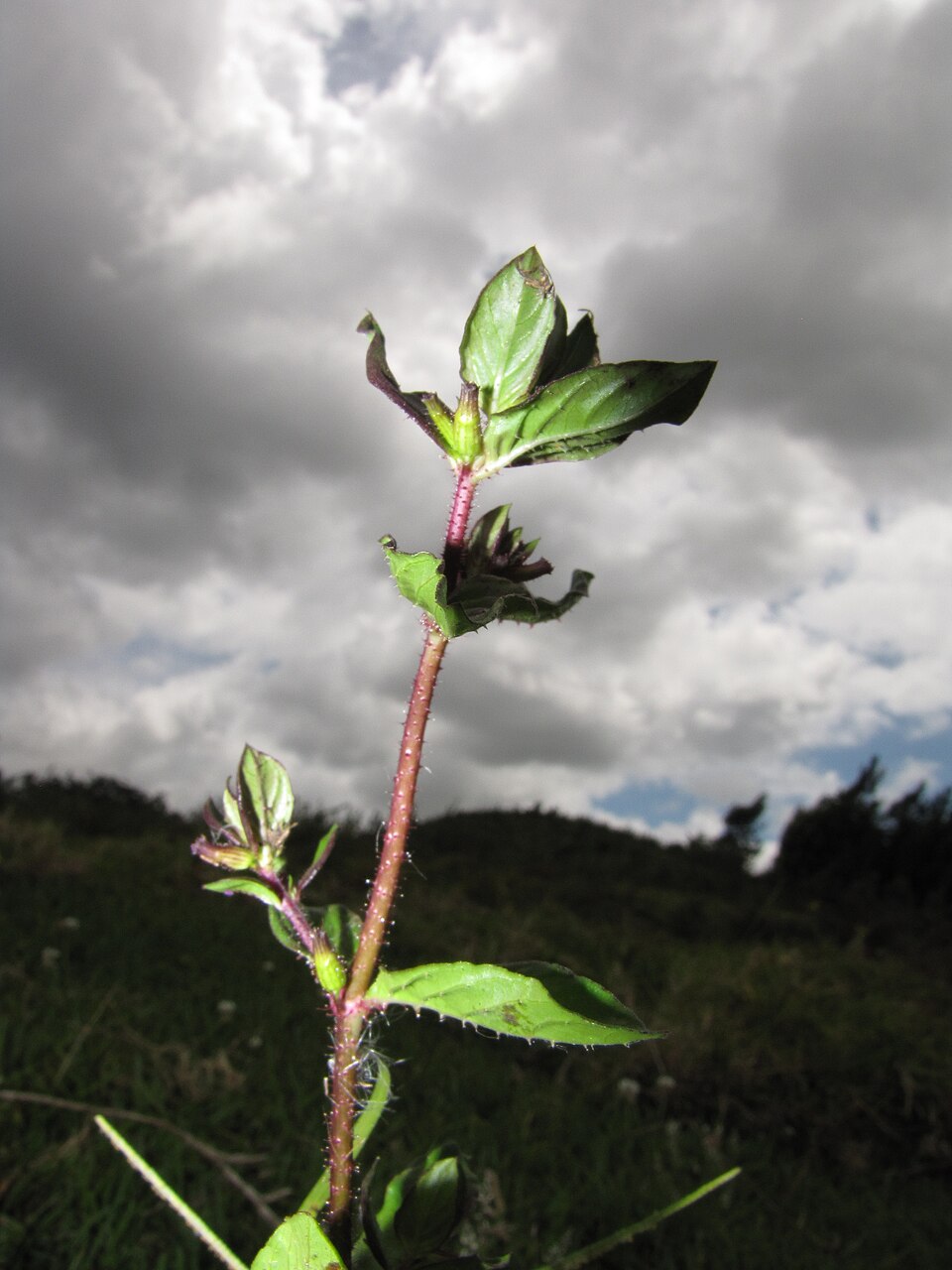 Cuphea carthagenensis — leaf photograph