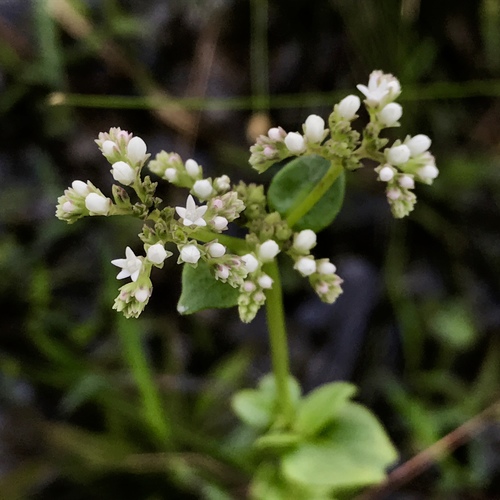Mitreola sessilifolia — flower photograph