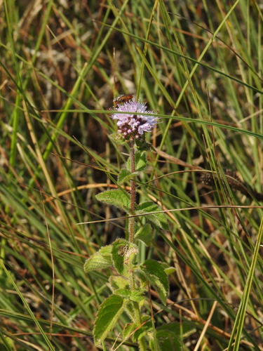 Mentha aquatica — flower photograph