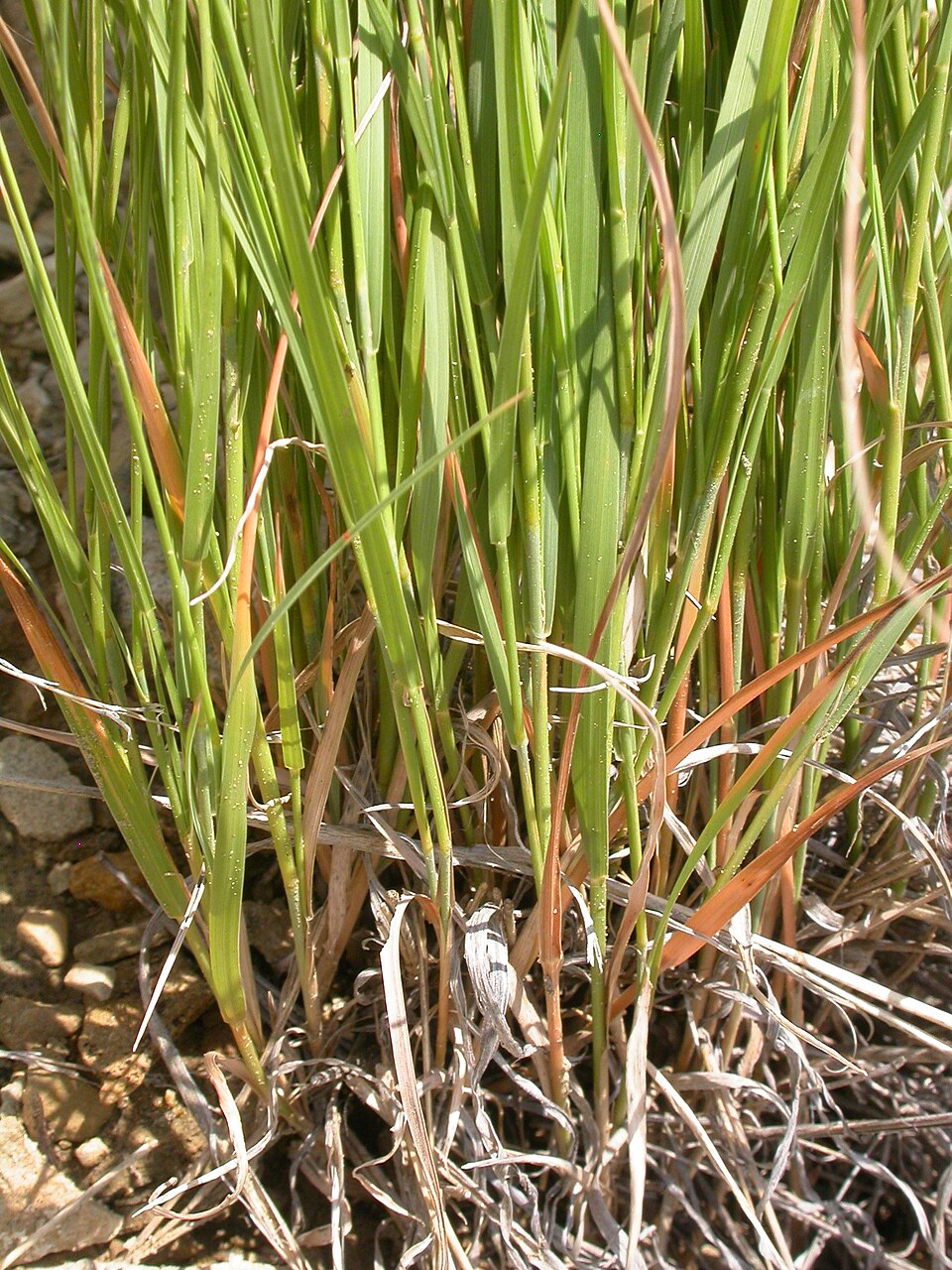 Muhlenbergia cuspidata — leaf photograph