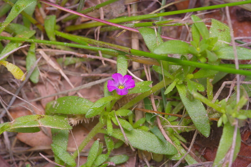 Calibrachoa parviflora — flower photograph