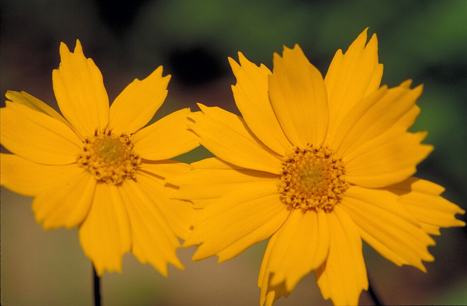 Coreopsis auriculata — bloom photograph