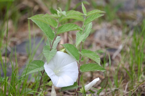 Calystegia spithamaea — whole plant photograph