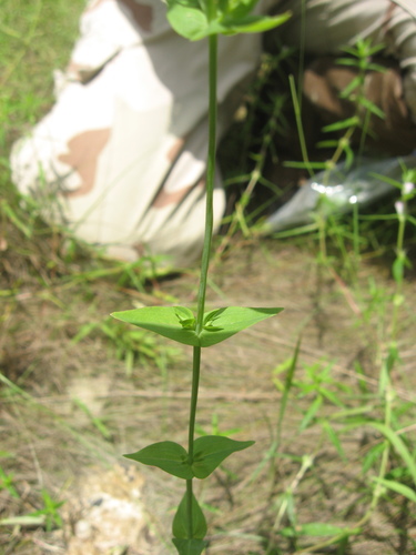 Hypericum gymnanthum — whole photograph