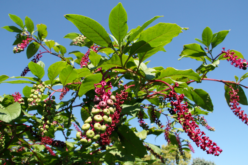 Phytolacca americana — fruit photograph