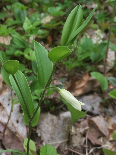 Uvularia puberula — flower photograph