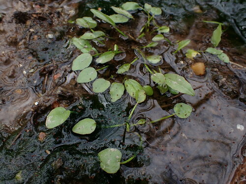 Ranunculus pusillus photograph