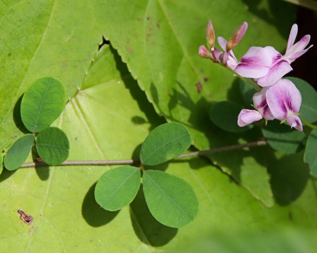 Lespedeza repens — bloom photograph