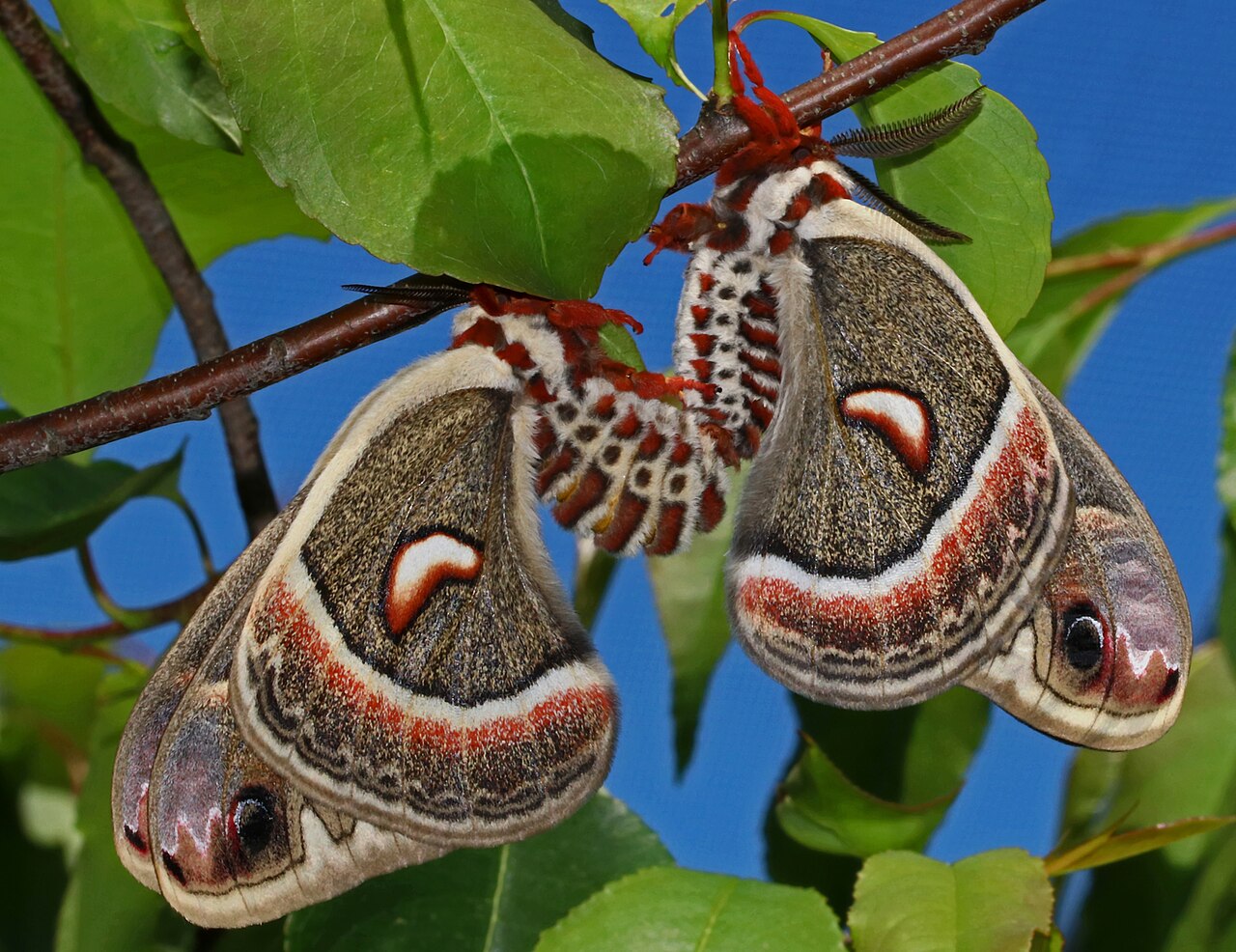 Cecropia Moth