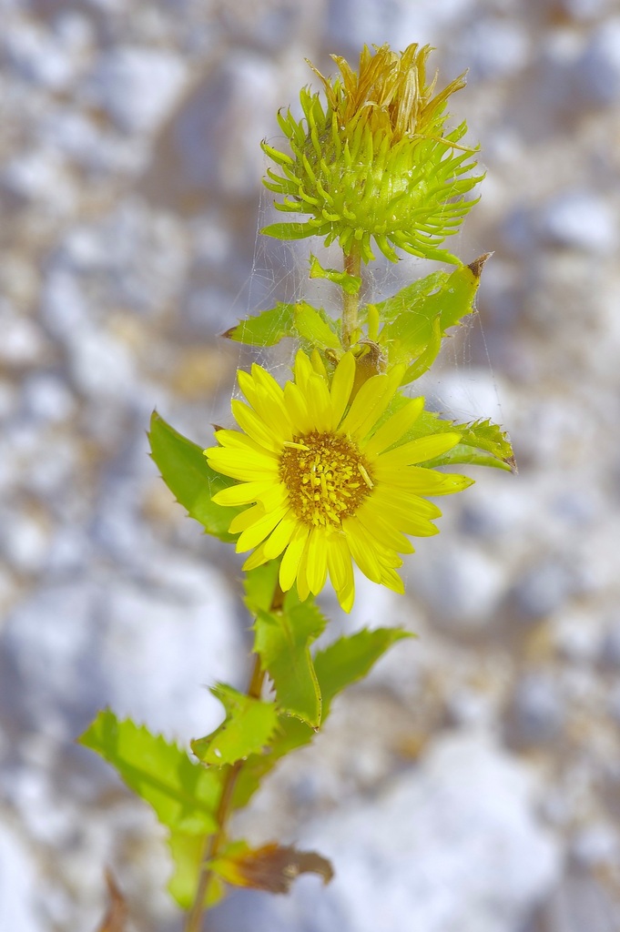 Grindelia lanceolata — bloom photograph