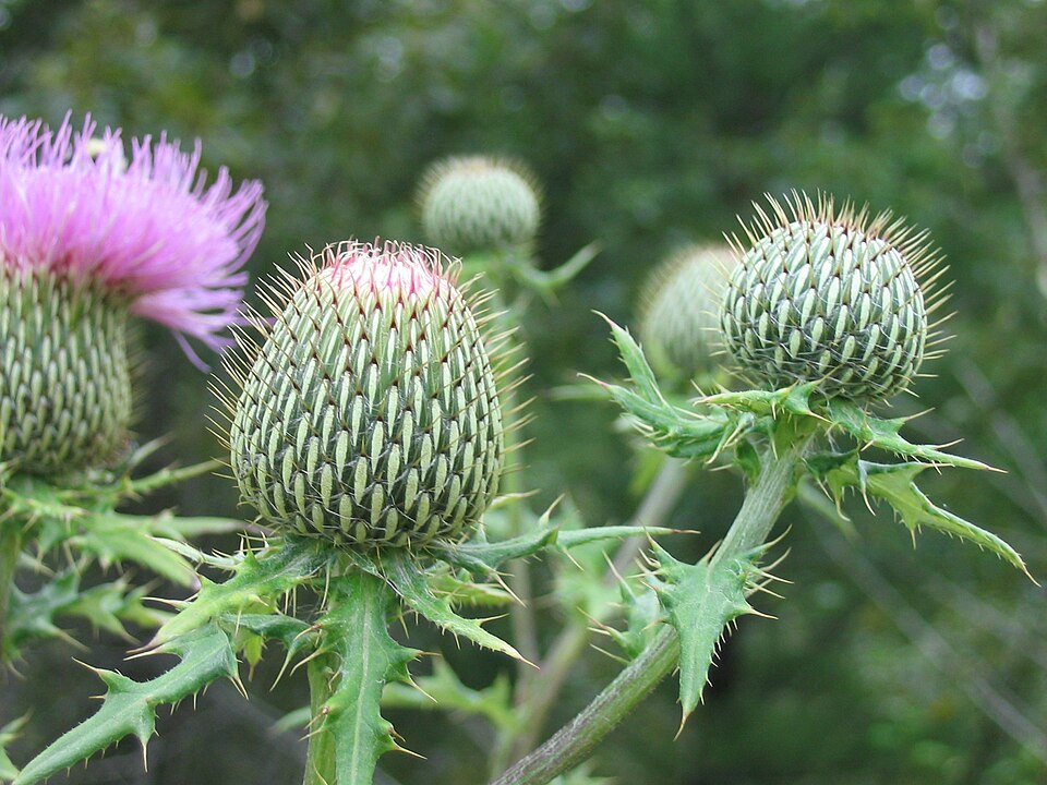 Cirsium altissimum — bloom photograph