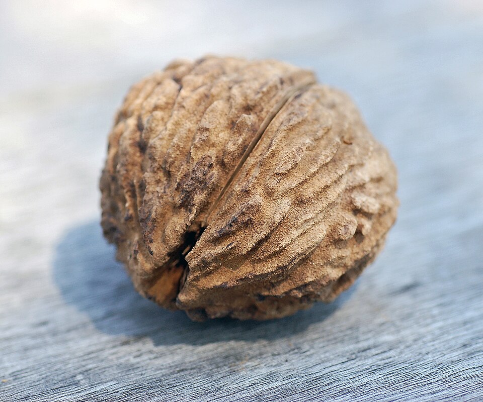 Juglans nigra — fruit photograph