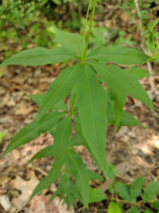 Coreopsis major — leaf photograph