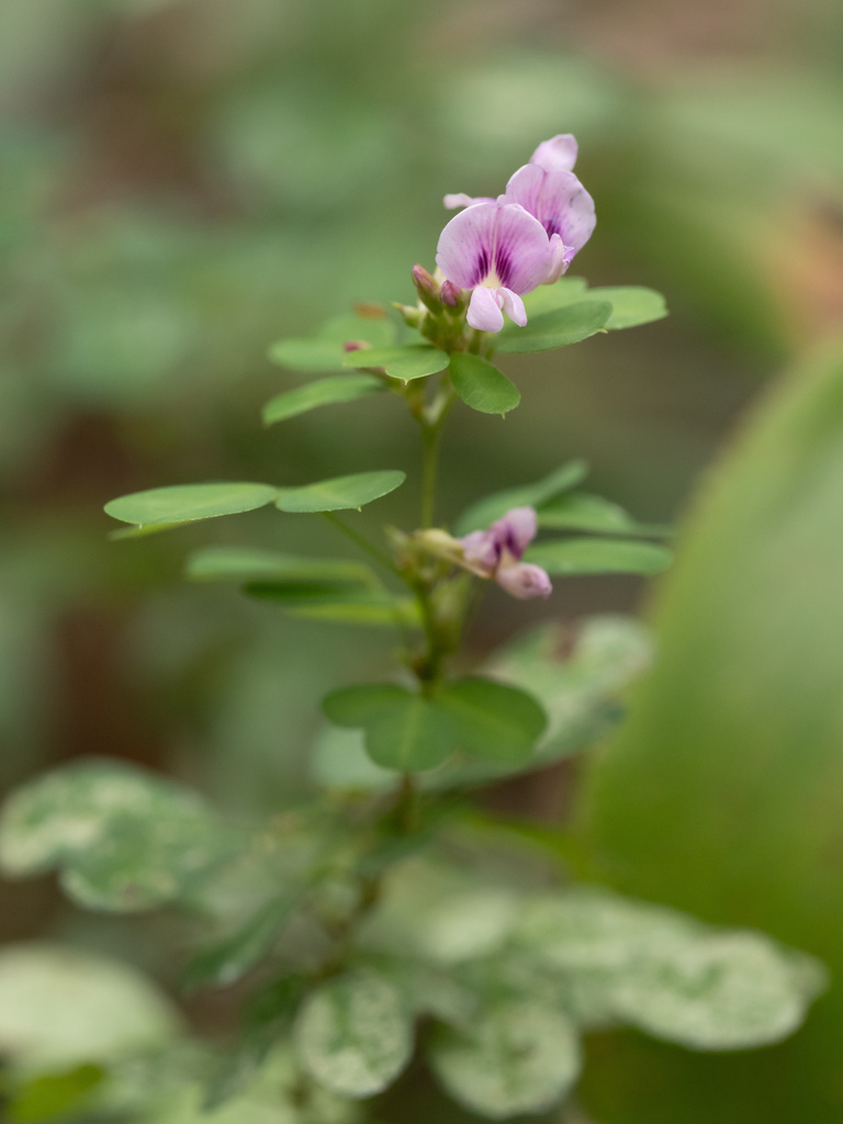 Lespedeza violacea — bloom photograph