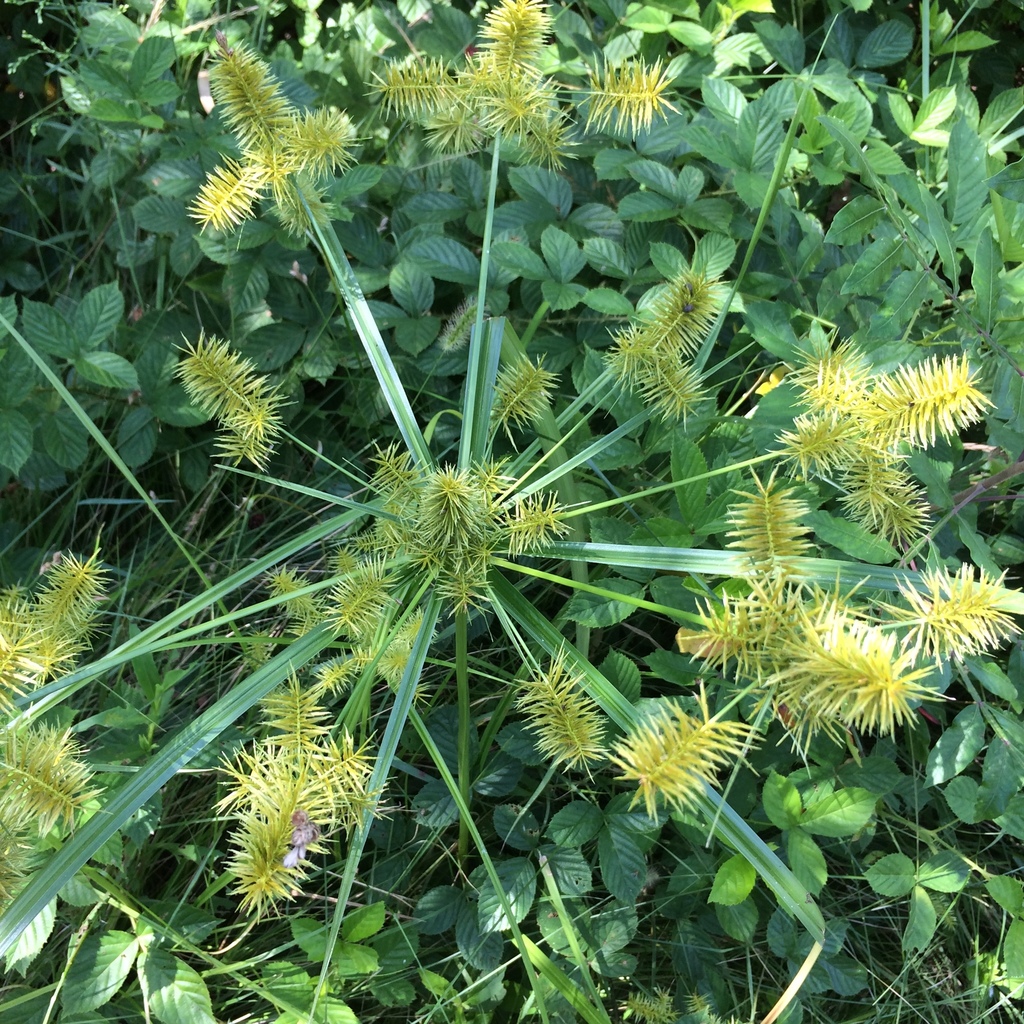 Cyperus strigosus — fruit photograph