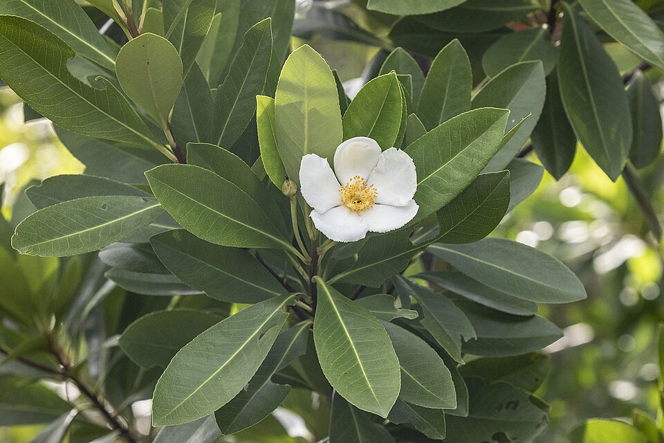 Gordonia lasianthus — bloom photograph
