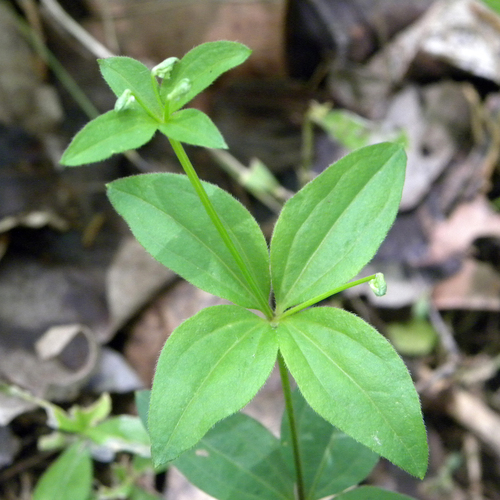 Galium circaezans photograph