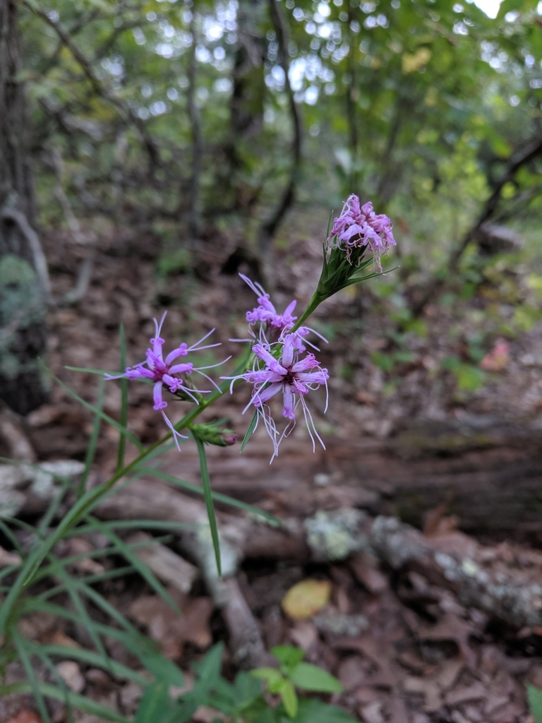 Liatris cylindracea — bloom photograph