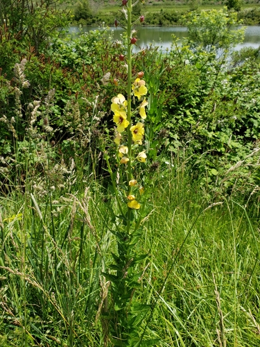 Verbascum blattaria — flower photograph