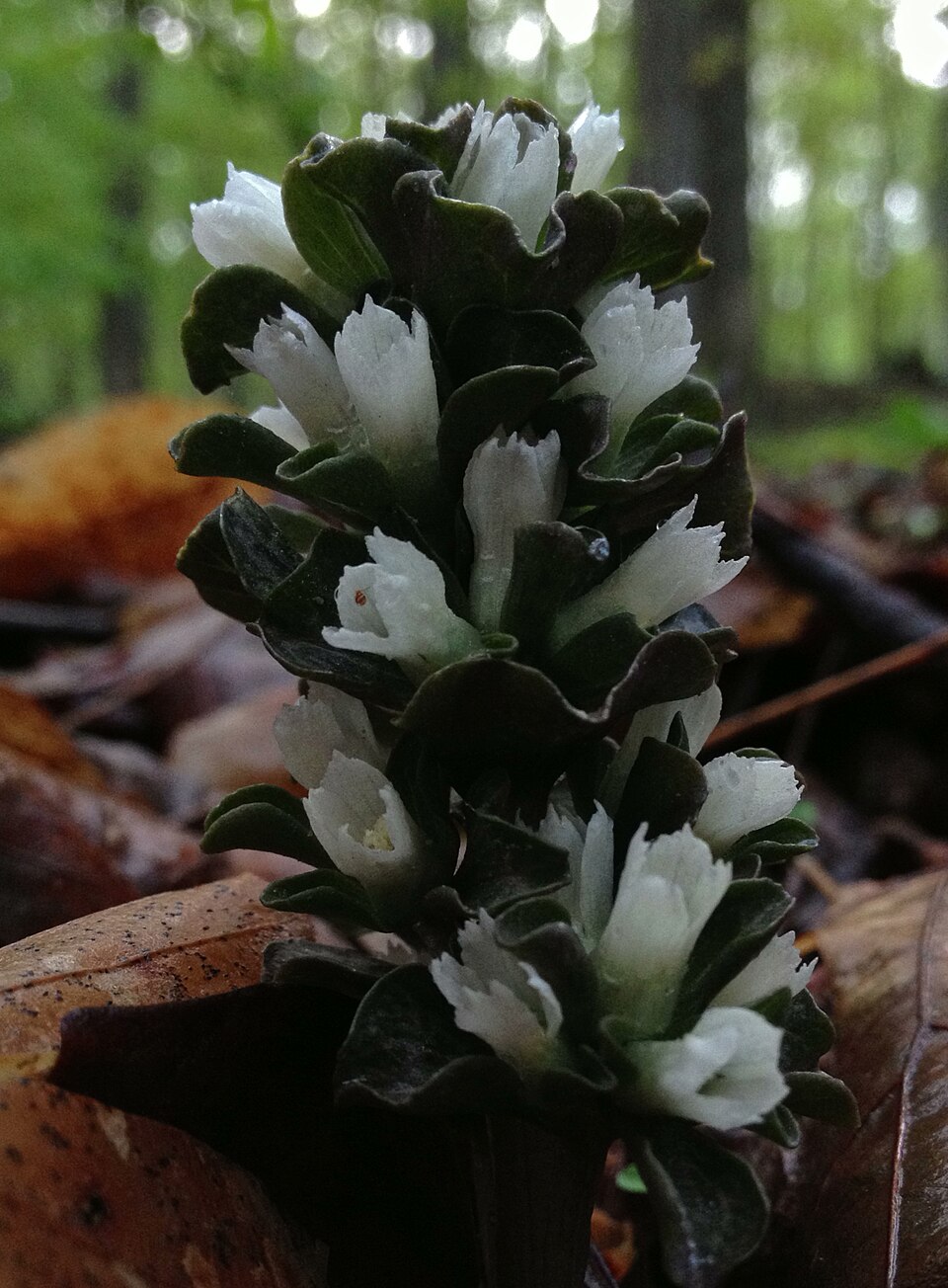 Obolaria virginica — bloom photograph