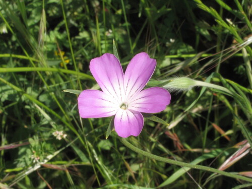 Agrostemma githago — flower photograph