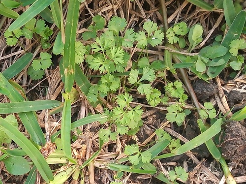 Coriandrum sativum — foliage photograph