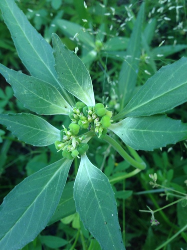 Euphorbia davidii — fruit photograph