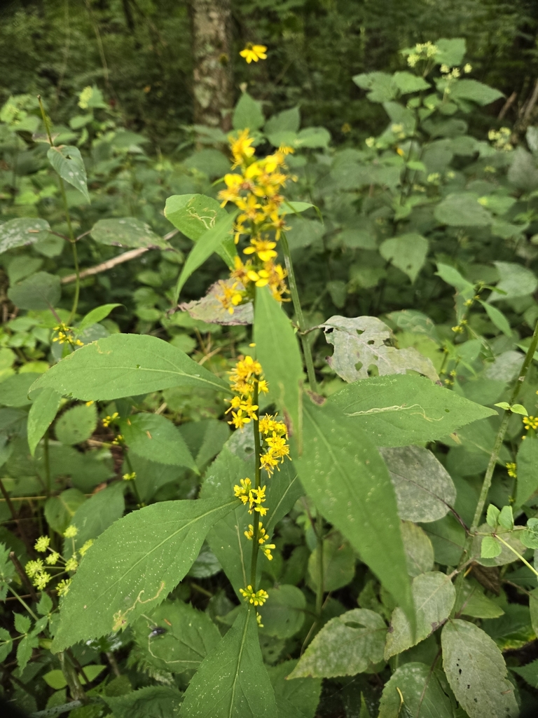Solidago flaccidifolia — bloom photograph
