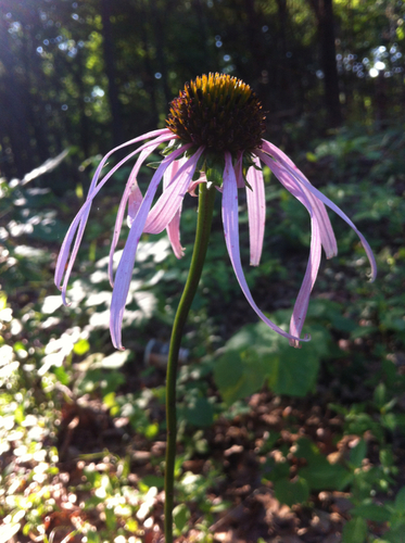 Echinacea laevigata — flower photograph