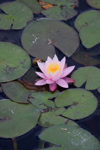 Nymphaea odorata — flower photograph