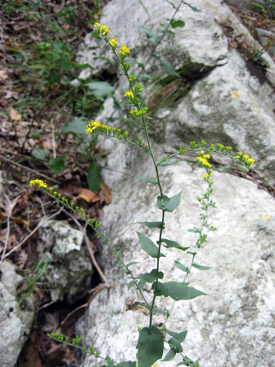 Solidago auriculata — whole photograph