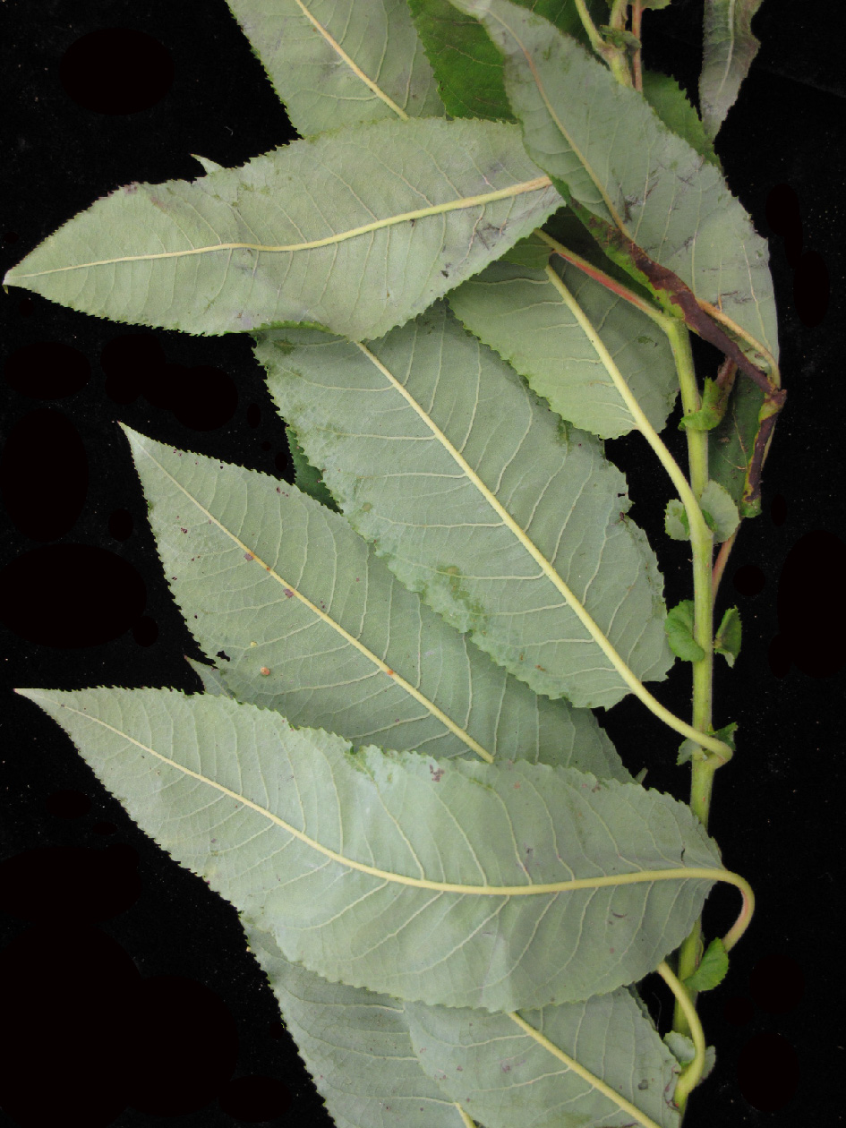 Salix eriocephala — leaf photograph