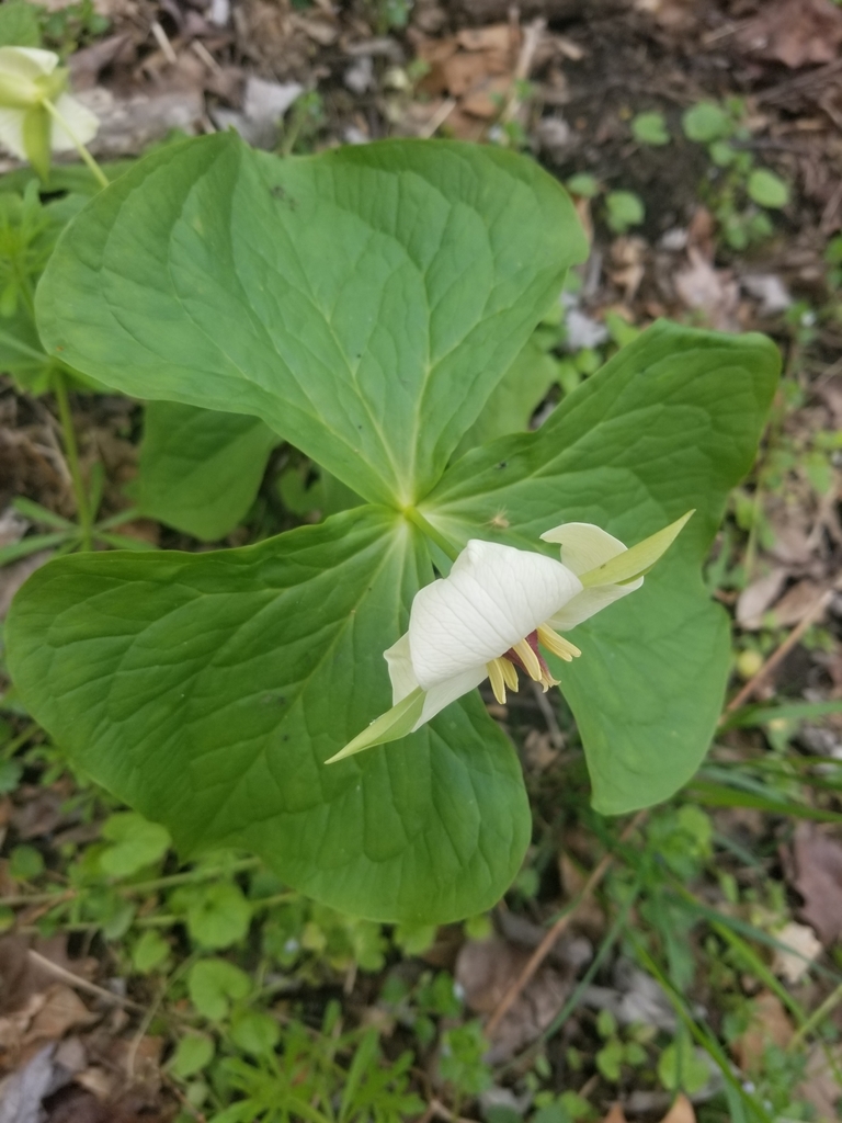 Trillium flexipes — bloom photograph