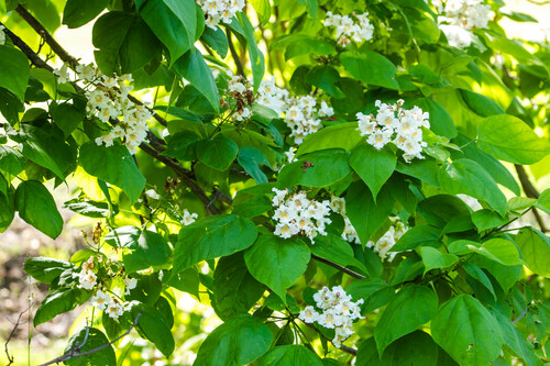 Catalpa bignonioides — flower photograph
