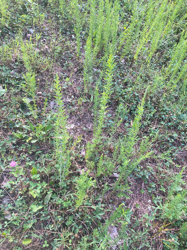 Lespedeza cuneata — whole photograph