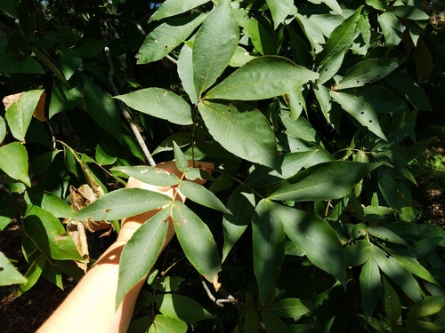 Carya pallida photograph