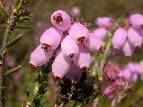 Erica tetralix — flower photograph