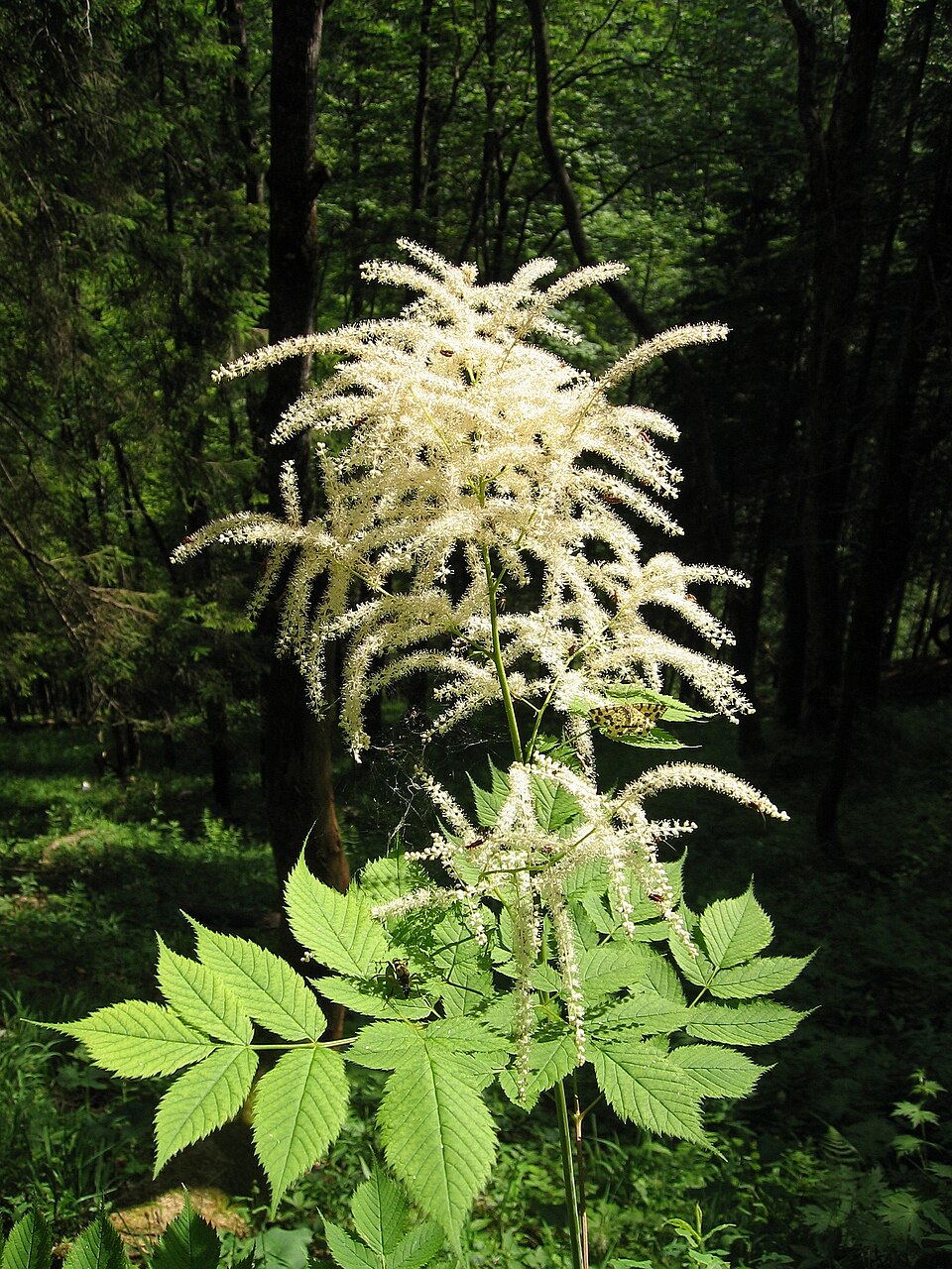 Aruncus dioicus — whole photograph