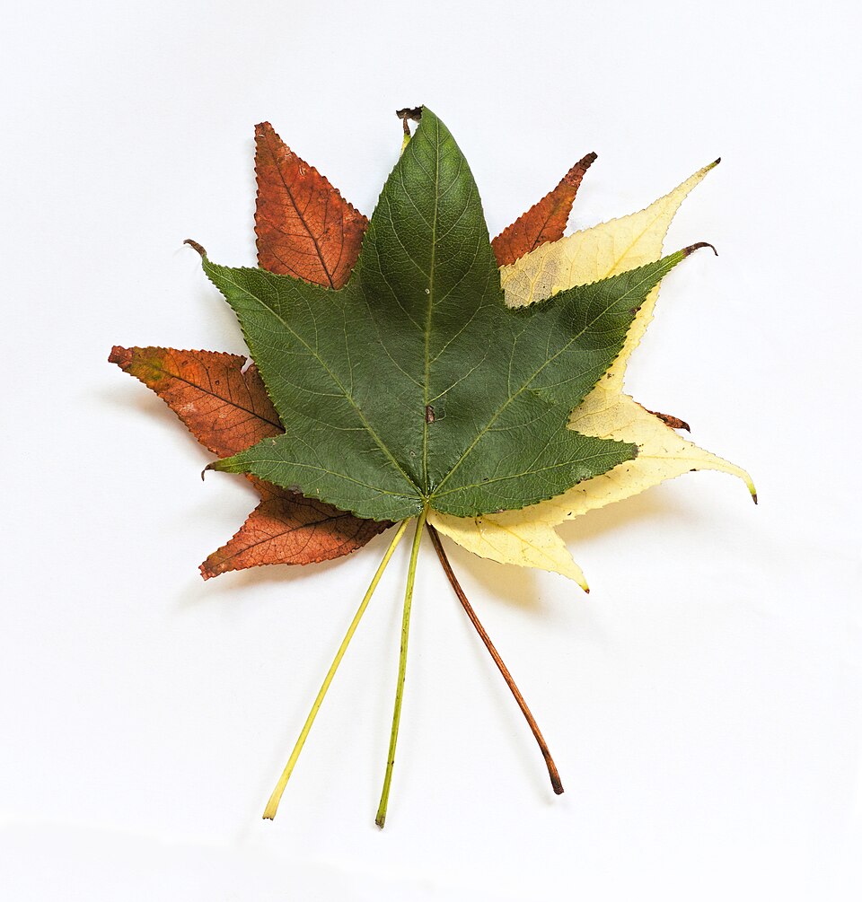 Liquidambar styraciflua — leaf photograph